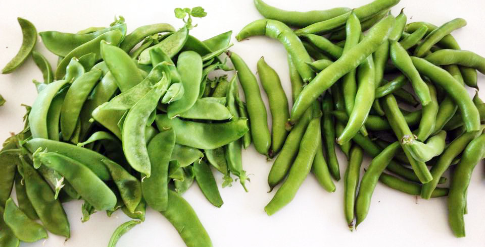 Crop of broad beans and snow peas